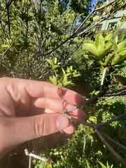 Rhododendron pilosum