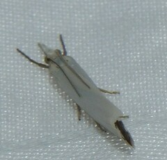Crambus perlella