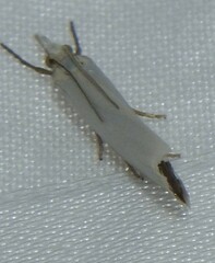 Crambus perlella