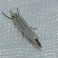 Crambus perlella