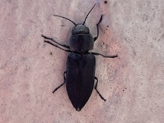 Melanophila