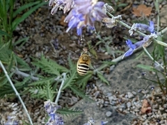 Anthophorini