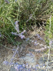 Anthophorini