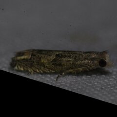 Epiblema minutana