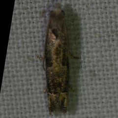 Epiblema minutana