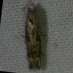 Epiblema minutana
