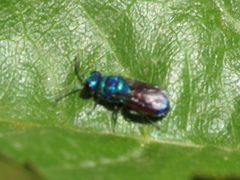 Chrysis insperata