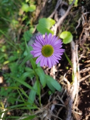 Erigeron peregrinus