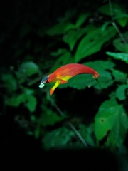 Siphocampylus fluminensis