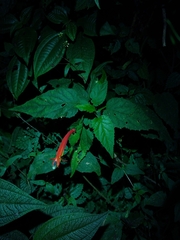 Siphocampylus fluminensis