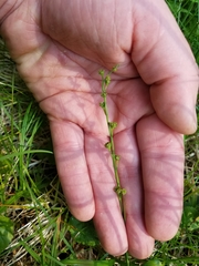 Pectiantia pentandra