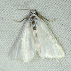 Leptosteges