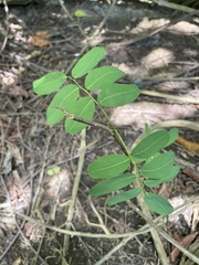 Machaerium lunatum