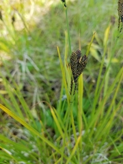 Carex kelloggii