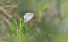 Plebejus argus corsicus