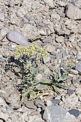Lepidium appelianum