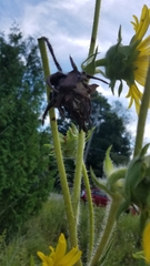 Haplorhynchites aeneus