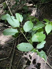 Trichostigma octandrum