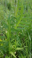 Haplorhynchites aeneus