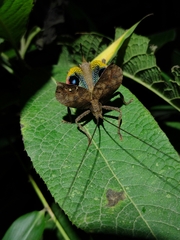 Ommatoptera