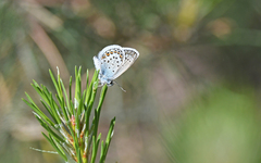 Plebejus argus corsicus