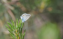 Plebejus argus corsicus
