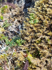 Thalictrum alpinum