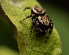 Pelegrina galathea