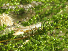 Euchorthippus chopardi