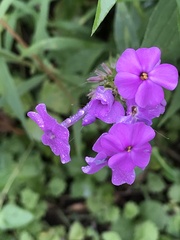 Phlox maculata