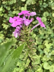 Phlox maculata