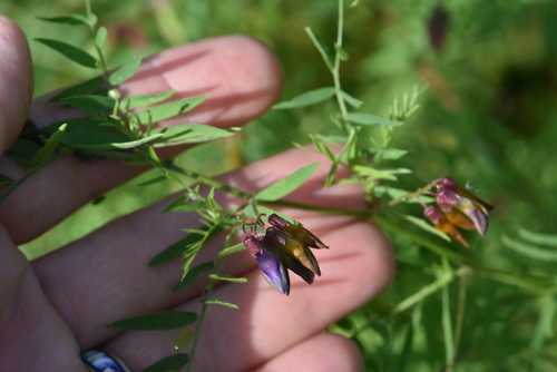 Image of Vicia megalotropis by (c) Марина Садыкова, some rights reserved (CC BY)
