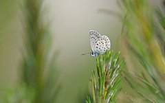 Plebejus bellieri