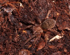 Uliodon albopunctatus