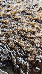 Odonthalia floccosa