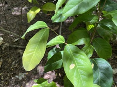 Heteropterys laurifolia