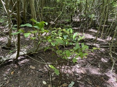 Heteropterys laurifolia