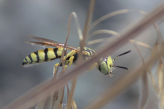 Philanthus multimaculatus