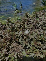 Shinnersia rivularis