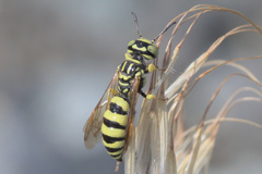 Philanthus multimaculatus