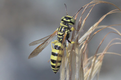 Philanthus multimaculatus