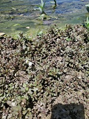 Shinnersia rivularis