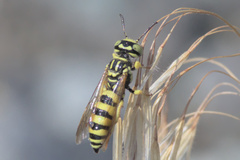 Philanthus multimaculatus