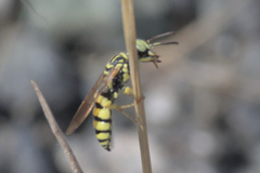 Philanthus multimaculatus