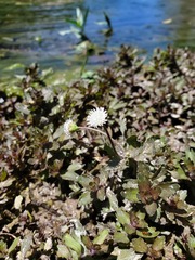 Shinnersia rivularis