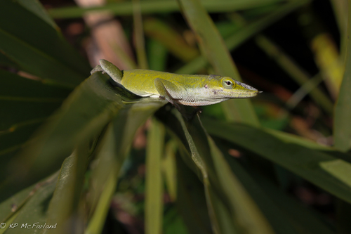 Anolis carolinensis