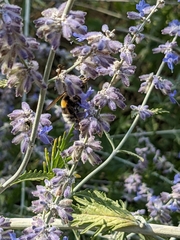Bombus