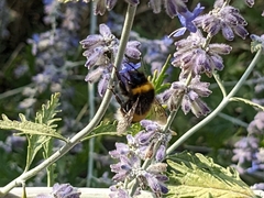 Bombus