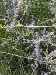 Bombus