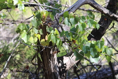 Vitis monticola